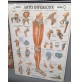 ♥ ARTO INFERIORE E SUPERIORE 2 POSTER DIDATTICI CORPO UMANO ANATOMICO 1994