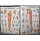 ♥ ARTO INFERIORE E SUPERIORE 2 POSTER DIDATTICI CORPO UMANO ANATOMICO 1994