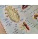 ♥ PLASTICO IN RILIEVO ZOOLOGIA GENERALE INVERTEBRATI ED. RICO SCUOLA VINTAGE 60