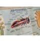 ♥ PLASTICO IN RILIEVO ZOOLOGIA GENERALE INVERTEBRATI ED. RICO SCUOLA VINTAGE 60