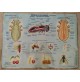 ♥ PLASTICO IN RILIEVO ZOOLOGIA GENERALE INVERTEBRATI ED. RICO SCUOLA VINTAGE 60