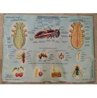 ♥ PLASTICO IN RILIEVO ZOOLOGIA GENERALE INVERTEBRATI ED. RICO SCUOLA VINTAGE 60