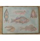 ♥ PLASTICO IN RILIEVO ZOOLOGIA GENERALE VERTEBRATI ED. RICO SCUOLA VINTAGE 60