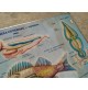 ♥ PLASTICO IN RILIEVO ZOOLOGIA GENERALE VERTEBRATI ED. RICO SCUOLA VINTAGE 60