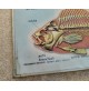 ♥ PLASTICO IN RILIEVO ZOOLOGIA GENERALE VERTEBRATI ED. RICO SCUOLA VINTAGE 60