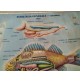 ♥ PLASTICO IN RILIEVO ZOOLOGIA GENERALE VERTEBRATI ED. RICO SCUOLA VINTAGE 60