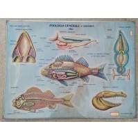 ♥ PLASTICO IN RILIEVO ZOOLOGIA GENERALE VERTEBRATI ED. RICO SCUOLA VINTAGE 60